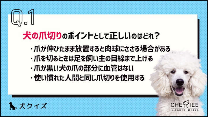 【クイズ】自宅でもできる愛犬のお手入れのポイントとは？のアイキャッチ画像