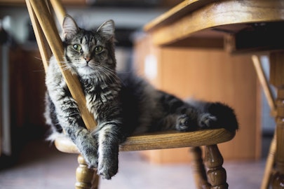 猫のお留守番!安心して飼い主さんがお出かけできる環境づくりのコツのアイキャッチ画像
