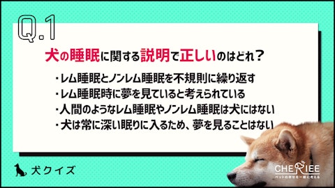 【クイズ】愛犬の眠りの質を高めるために!知っておきたい睡眠の雑学のアイキャッチ画像