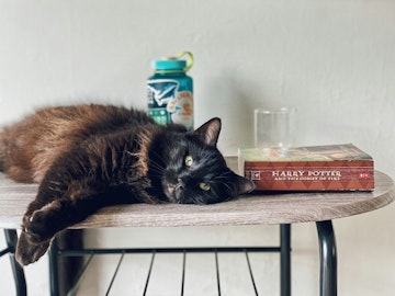 猫が活躍する小説や絵本をご紹介!冬の読書におすすめ7選のアイキャッチ画像