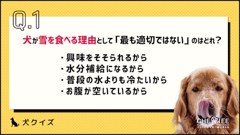 【クイズ】愛犬が雪を食べてしまう?その理由と気をつけるべきことのアイキャッチ画像