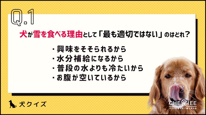 【クイズ】愛犬が雪を食べてしまう？その理由と気をつけるべきことのアイキャッチ画像