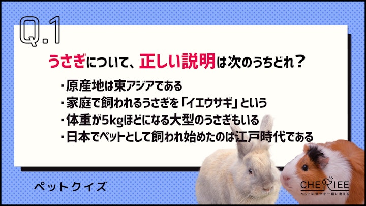 【クイズ】うさぎとモルモットの違いってなに？それぞれの特徴を解説のアイキャッチ画像