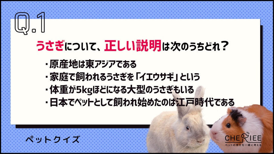 【クイズ】うさぎとモルモットの違いってなに?それぞれの特徴を解説