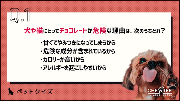 【クイズ】ペットがチョコを食べてしまった！そんな時どうする？のアイキャッチ画像