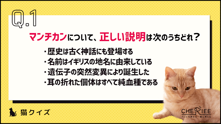 【クイズ】短足が魅力のマンチカンってどんな猫種？のアイキャッチ画像