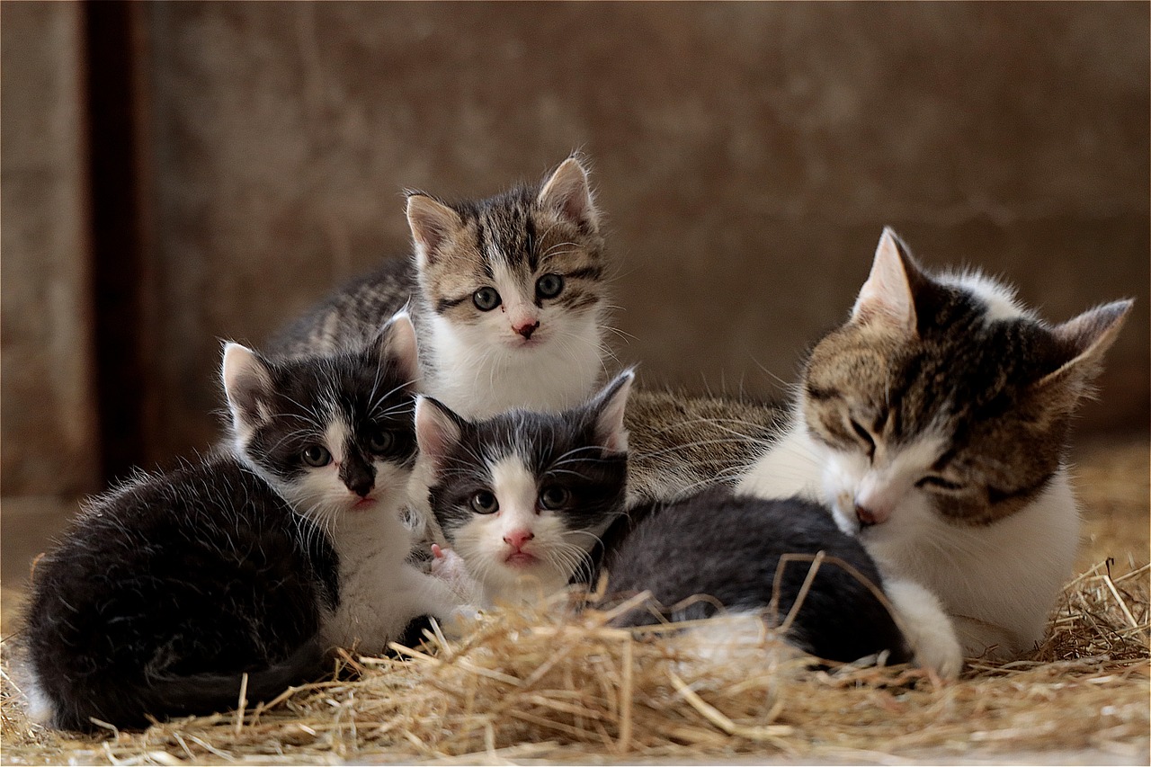 猫飼いさんなら知っておきたい。猫の妊娠から出産までの道のり