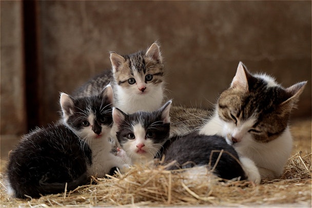 猫飼いさんなら知っておきたい。猫の妊娠から出産までの道のりのアイキャッチ画像