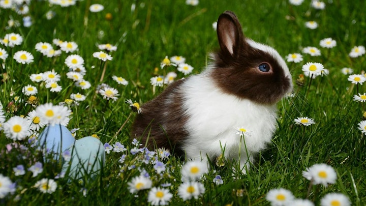 【2026年最新版】うさぎのInstagramハッシュタグ集のアイキャッチ画像