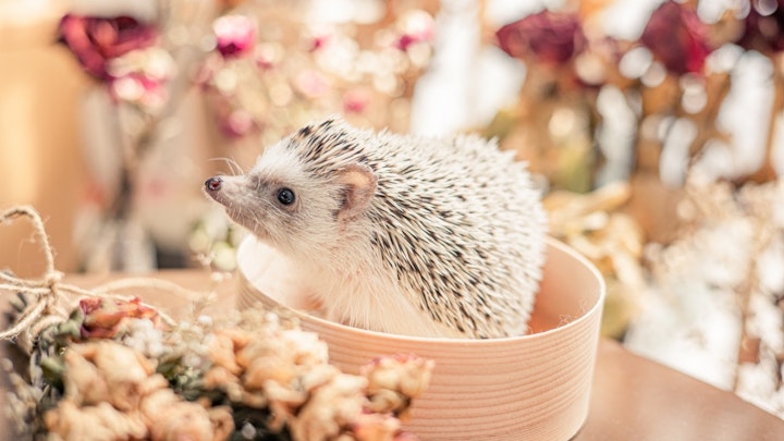 【2026年最新】ハリネズミのおしゃれでかわいい名前169選のアイキャッチ画像