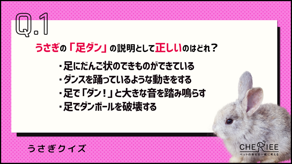 【クイズ】うさぎの「足ダン」ってどんなときにやるの?その原因は?