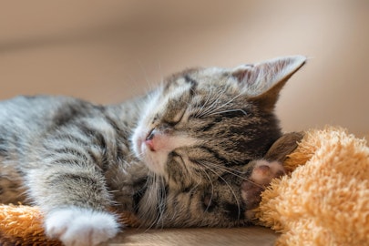 【獣医師監修】猫の貧血で考えられる疾患とは？のアイキャッチ画像