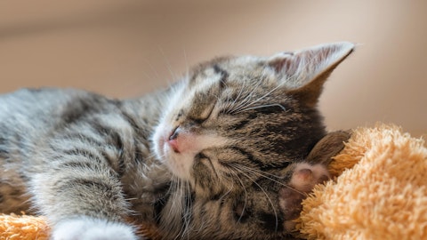 【獣医師監修】猫の貧血で考えられる疾患とは?のアイキャッチ画像