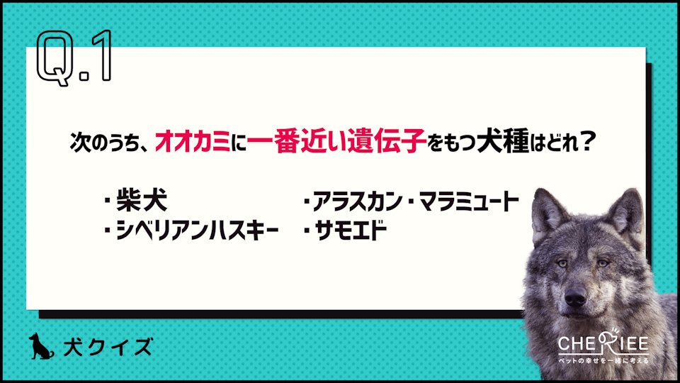 【クイズ】オオカミに一番近い遺伝子をもつのはどの犬種?