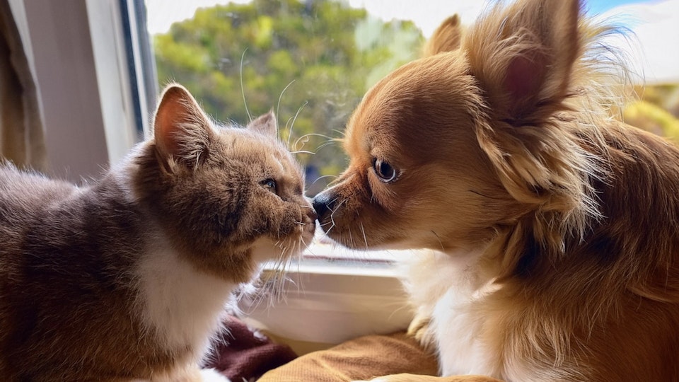 「動物福祉改善のためには、より一般飼育者の意識向上を」 ― 犬猫保護団体向けの大規模調査を実施