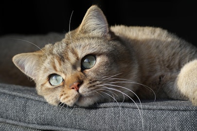 【獣医師監修】猫の眼脂(目ヤニ)で考えられる疾患とは?のアイキャッチ画像