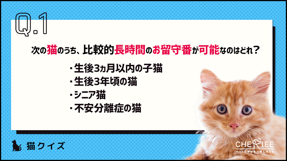 【クイズ】猫はお留守番が得意?飼い主が気を付けることとは
