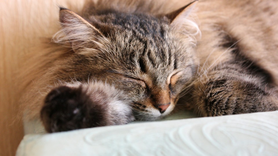 【獣医師監修】猫の羞明(しゅうめい)で考えられる病気とは