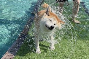 犬,ハイドロセラピー,水中運動,プール,ストレス解消