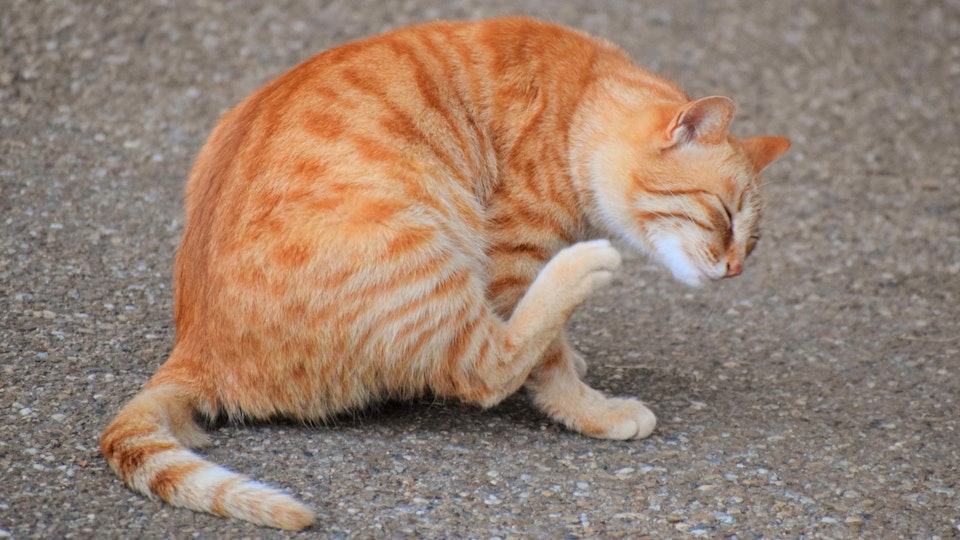 【獣医師監修】猫が痒がるのはなぜ?原因を突き止めよう!
