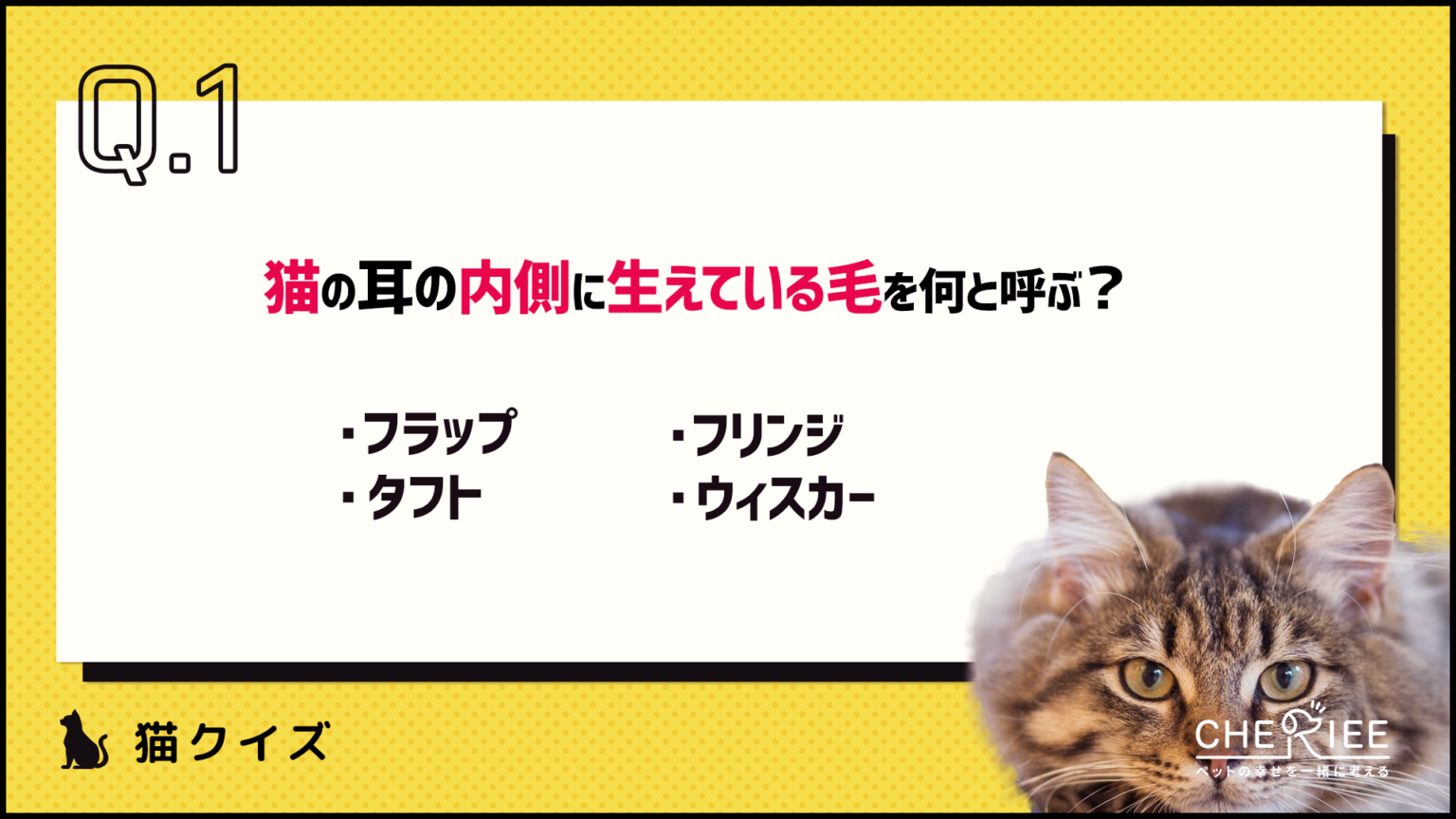 ご確認ページ　左耳の先ピンクに　あと全体的に明るく彩色+猫部分をツヤ出し ご確認ページ 左耳の先ピンクに あと全体的に明るく彩色+