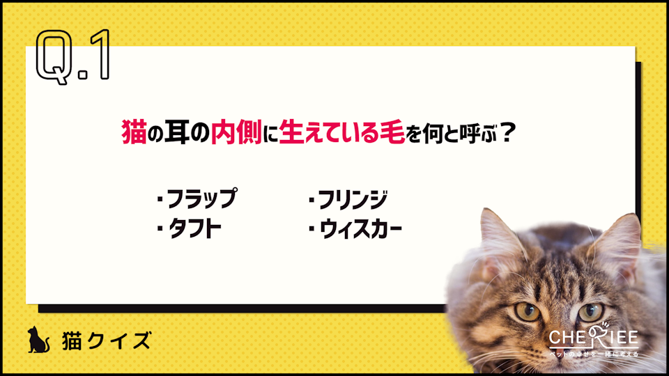 【画像クイズ】その毛にも名前が!?猫の耳パーツを楽しく学ぼう