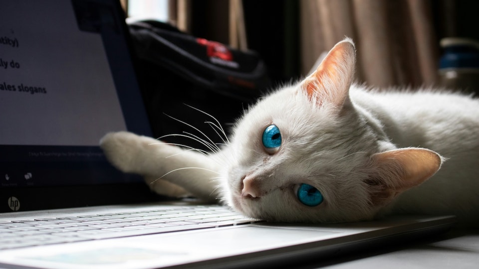 猫におねだりされるままでいいの?振り回されないコツを解説