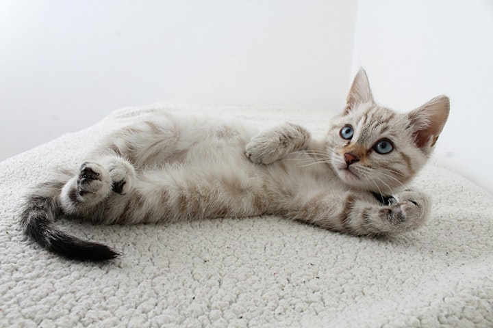 猫,おねだり,要求,飼い主,おもちゃ