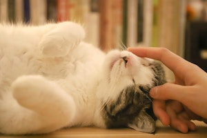 猫,おねだり,要求,飼い主,おもちゃ