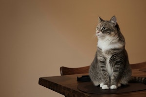 猫,おねだり,要求,飼い主,おもちゃ