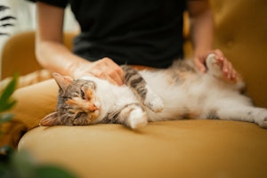 猫,おねだり,要求,飼い主,おもちゃ