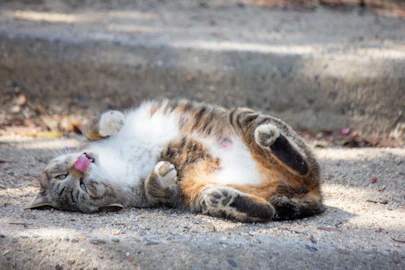 【獣医師監修】皮膚の異常だけじゃない!猫の脱毛で考えられる病気とは?のアイキャッチ画像