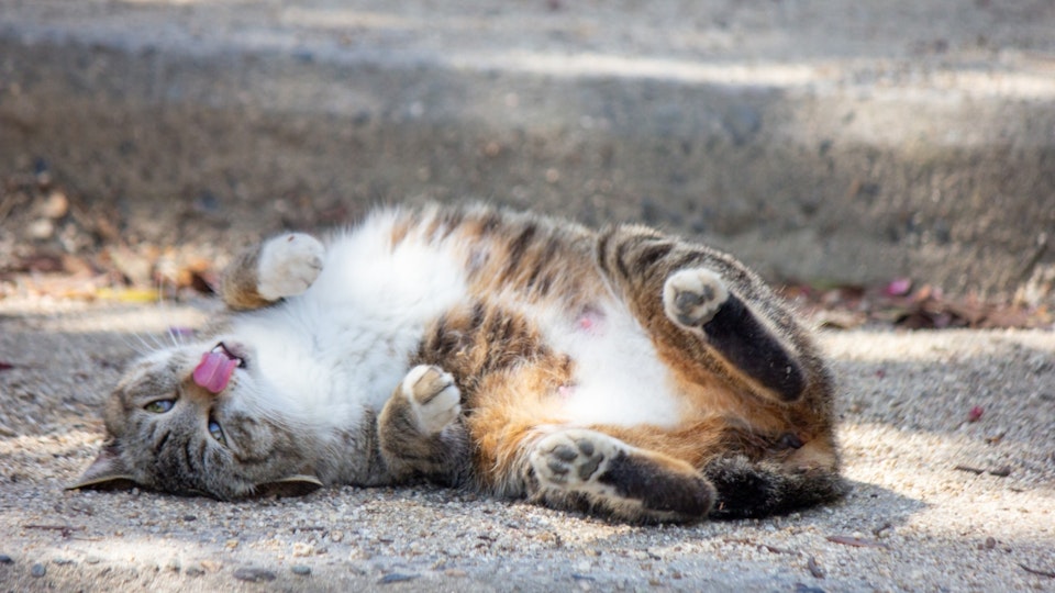 【獣医師監修】皮膚の異常だけじゃない!猫の脱毛で考えられる病気とは?