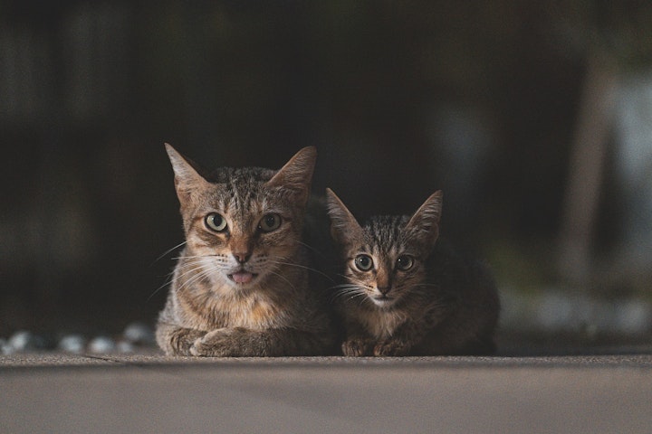 野良猫,保護猫,里親,保護
