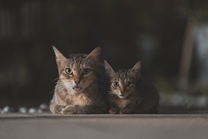 野良猫,保護猫,里親,保護