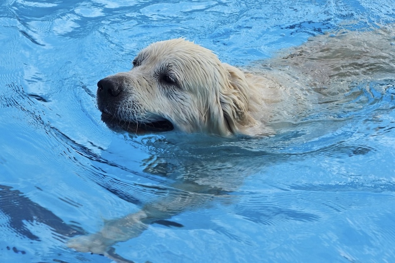 犬の健康維持におすすめ！ハイドロセラピーの効果と対応施設