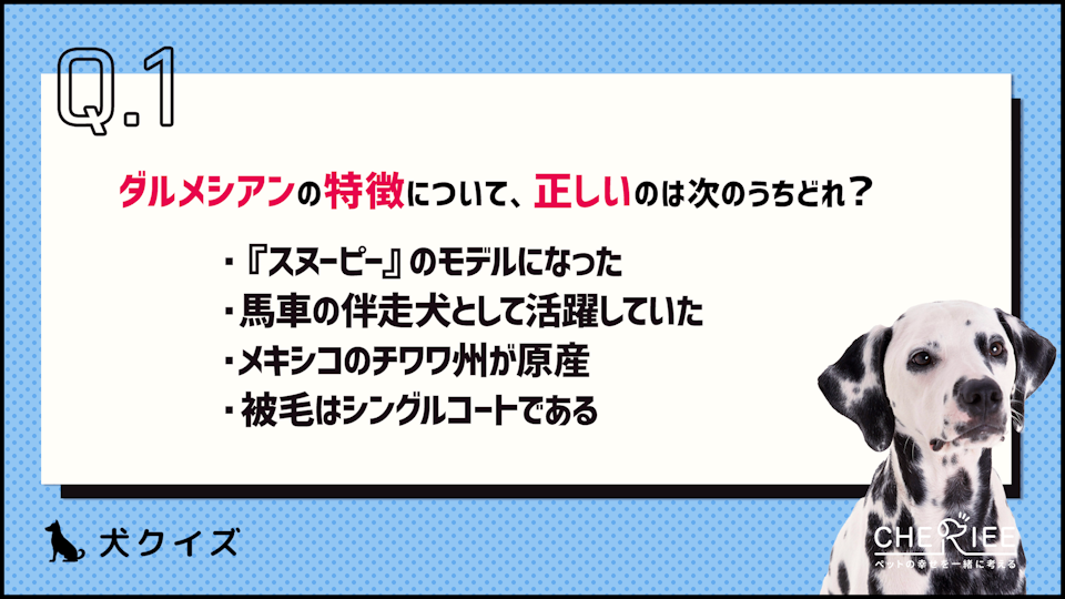 【クイズ】ダルメシアンってどんな犬?特徴と飼い方のコツを解説