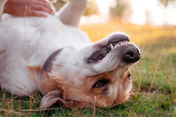 【獣医師監修】早期対応が重要！犬の胃拡張/胃捻転症候群とは？のアイキャッチ画像