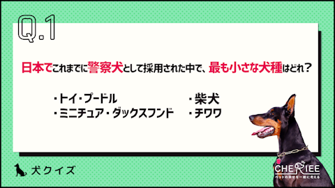【クイズ】思わず誰かに話したくなる!楽しい犬の雑学のアイキャッチ画像