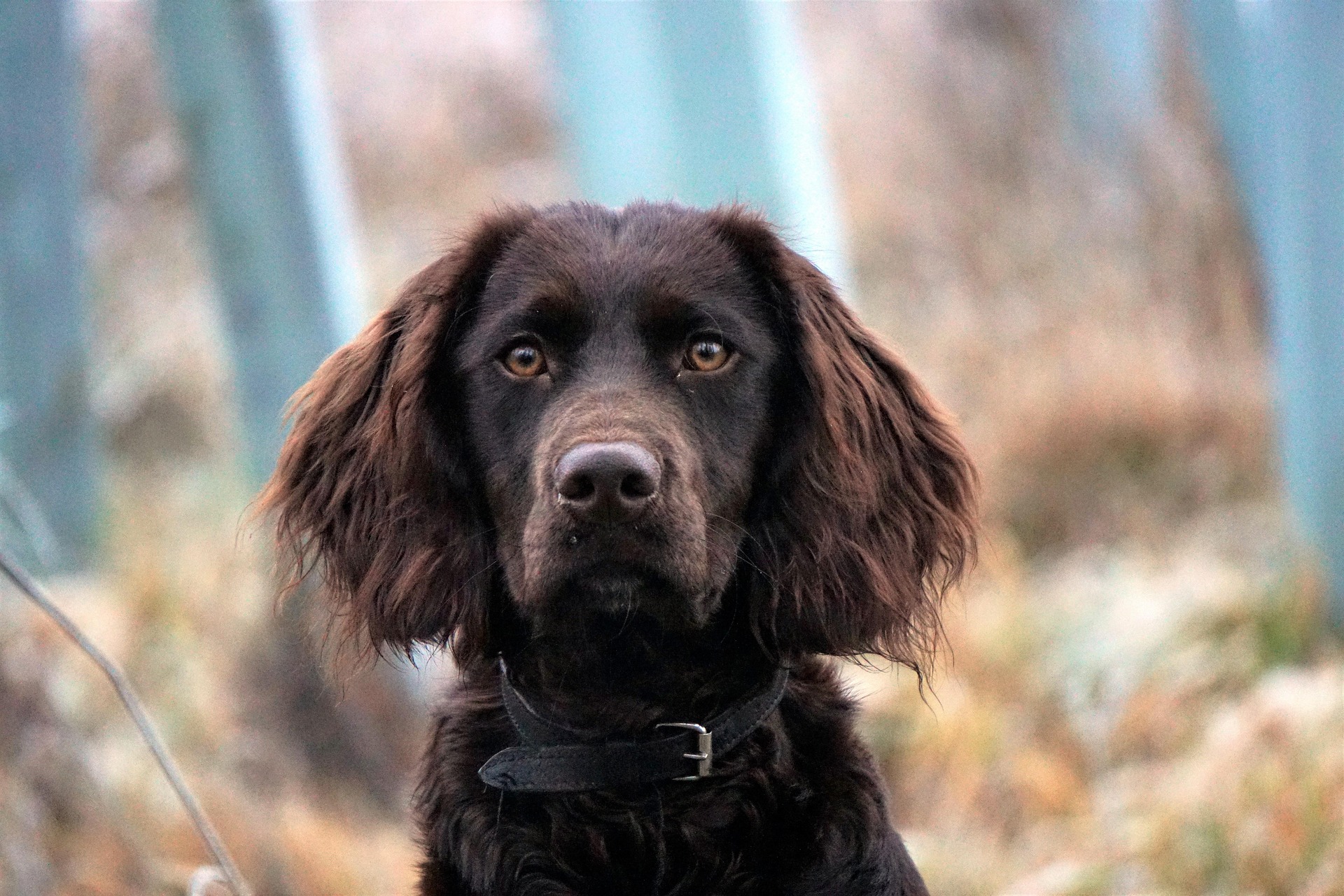 【獣医師監修】命に関わることも！犬の子宮蓄膿症とは？