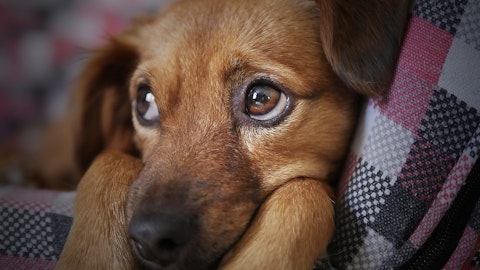 愛犬の「かまって」のサインとは?甘えているときの行動とその理由のアイキャッチ画像