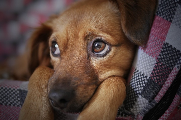 愛犬の「かまって」のサインとは？甘えているときの行動とその理由 - CHERIEE あにまるマガジン
