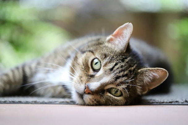 【獣医師監修】慌てずに適切な行動を！犬や猫の急性腎不全とは？のアイキャッチ画像