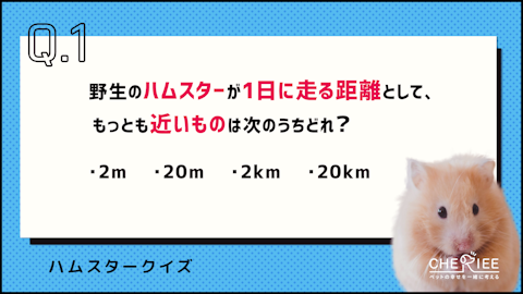 【クイズ】どれだけ知ってる?かわいいハムスターの豆知識のアイキャッチ画像