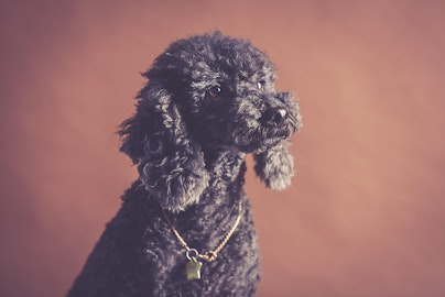 【獣医師監修】急変に注意!犬の副腎皮質機能低下症とは?のアイキャッチ画像