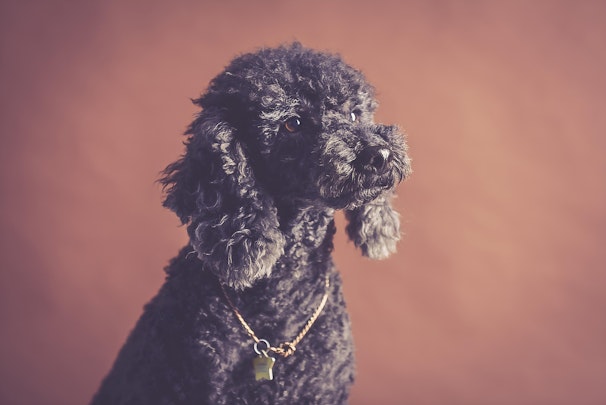 【獣医師監修】急変に注意！犬の副腎皮質機能低下症とは？のアイキャッチ画像