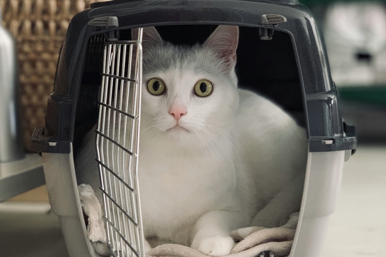 猫の快適なお出かけのカギはキャリーバッグ！移動のコツも解説