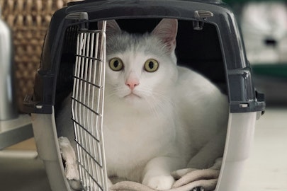 猫の快適なお出かけのカギはキャリーバッグ！移動のコツも解説のアイキャッチ画像