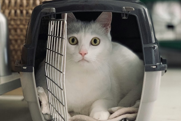 猫の快適なお出かけのカギはキャリーバッグ！移動のコツも解説のアイキャッチ画像