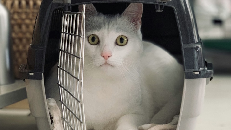 猫の快適なお出かけのカギはキャリーバッグ!移動のコツも解説
